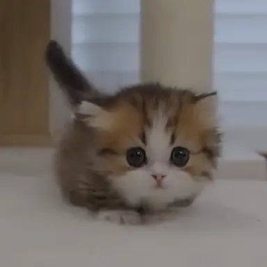 Profile image of るる