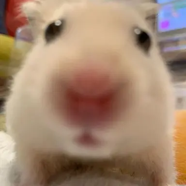 Profile image of 조이현