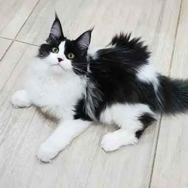 Profile image of 노아