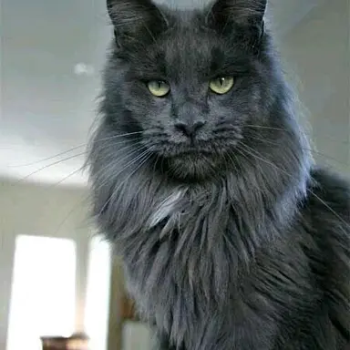 Profile image of 카이로