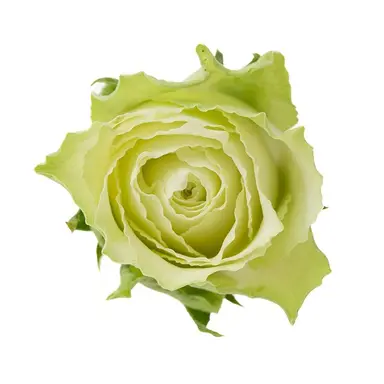 Profile image of 薮宏太
