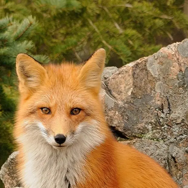 Hadya의 Halloween Fox Hunt