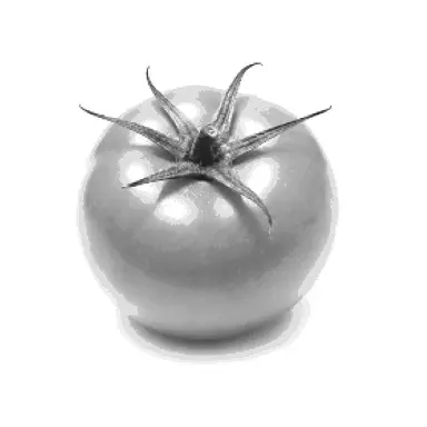 Profile image of 토마토