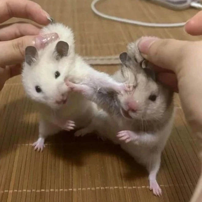 하루토