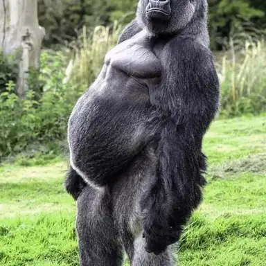 Profile image of Rocco