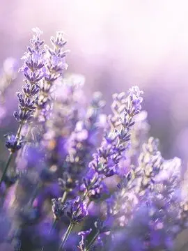 MiniGoose7456의 財政難…！？