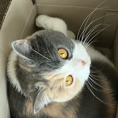 Profile image of 구찌