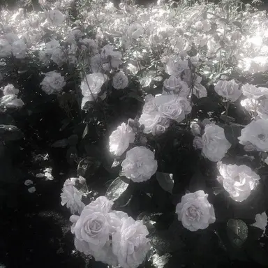 Profile image of 森