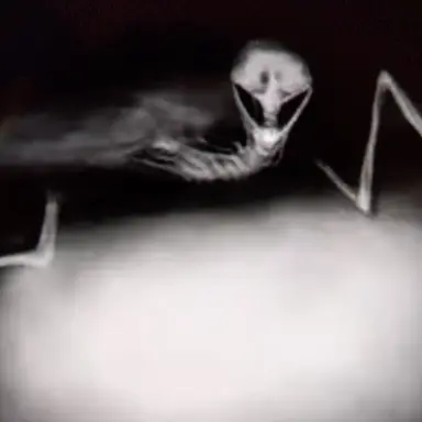 Profile image of Fresh Bed