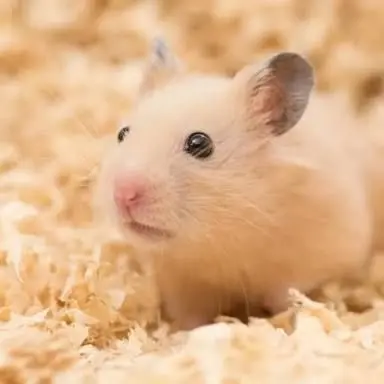 Profile image of 봄쥐