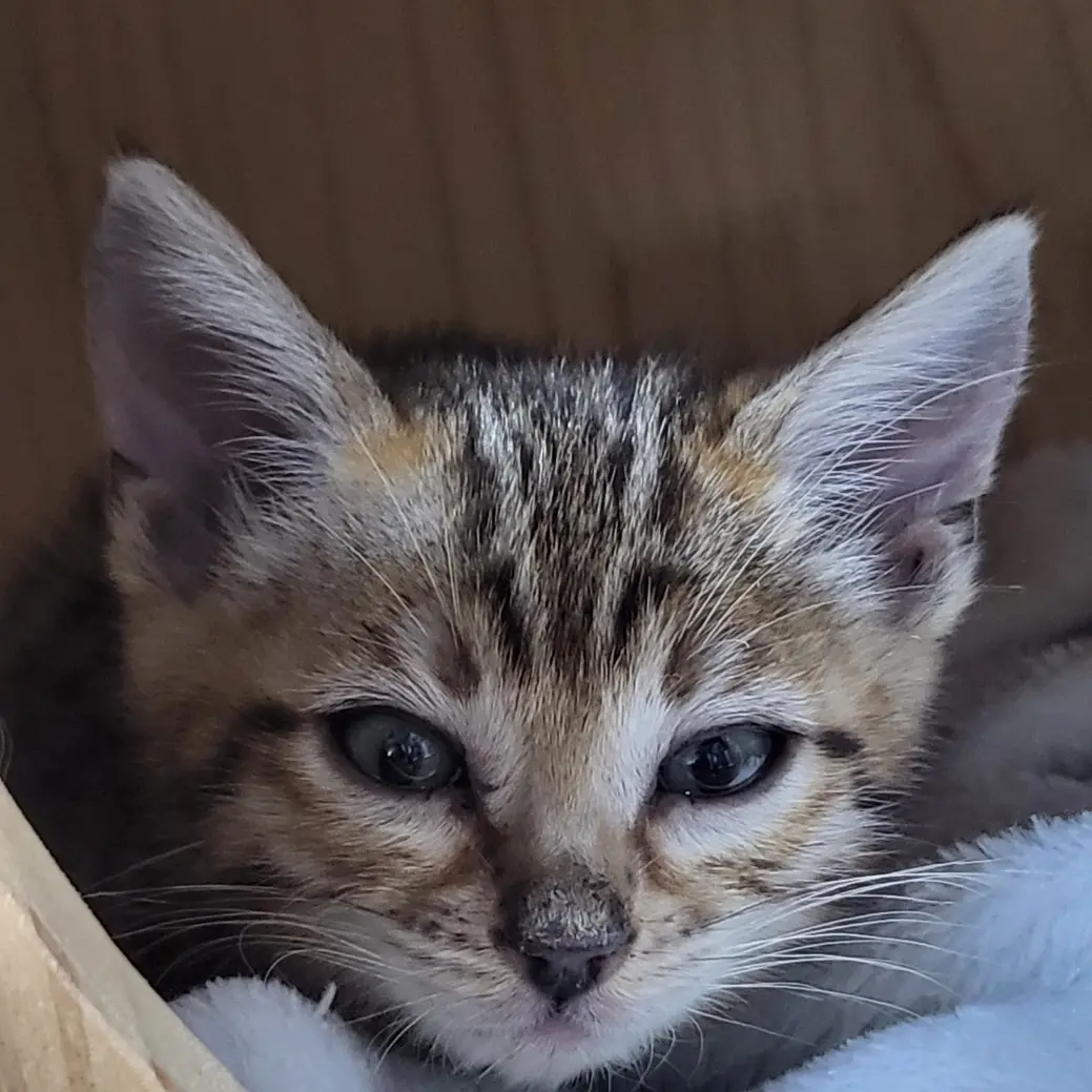 Cutebory의 고양이 보리