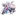 라피스