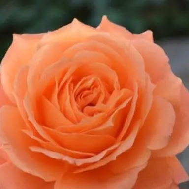 Profile image of 제미니