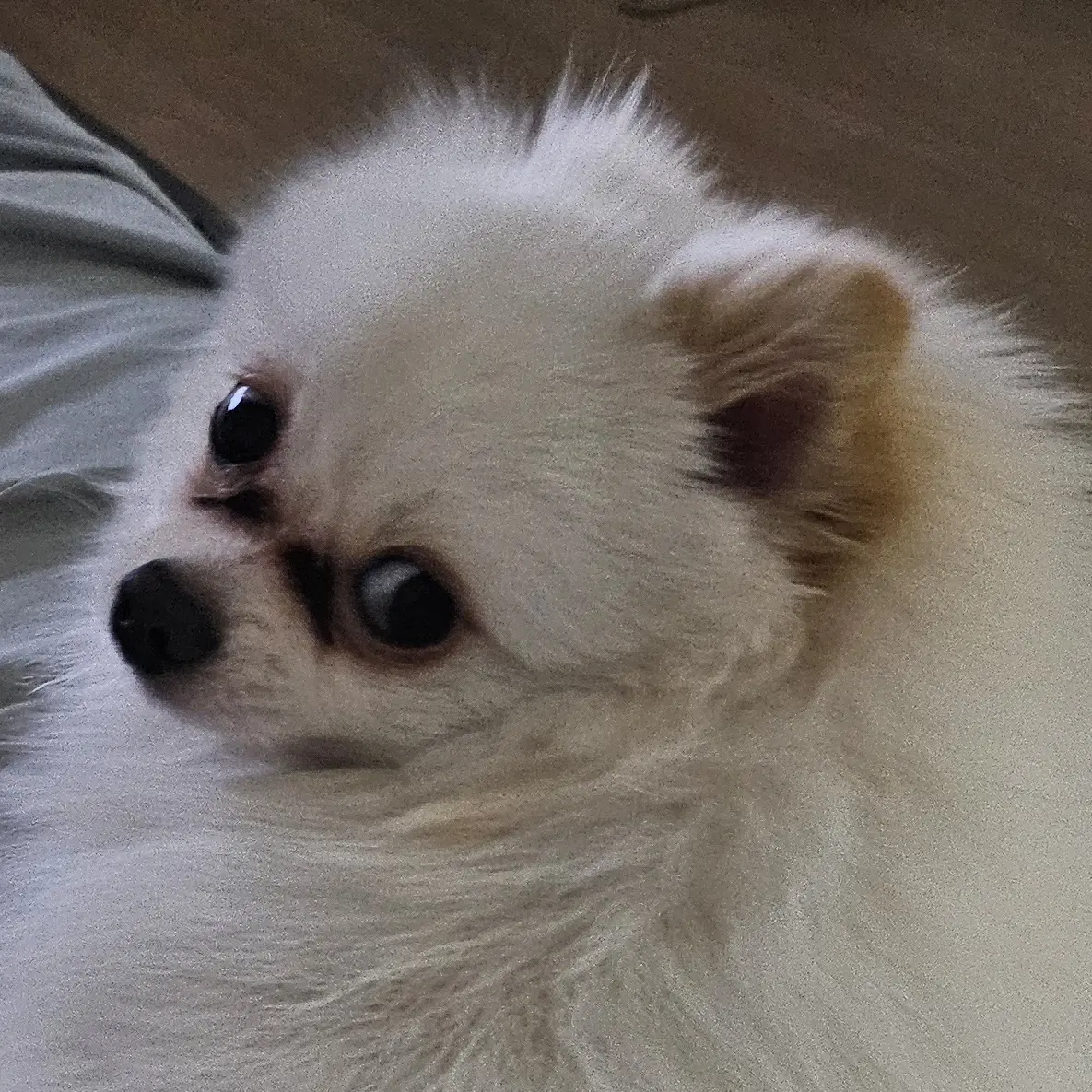 Su_yeon의 호두