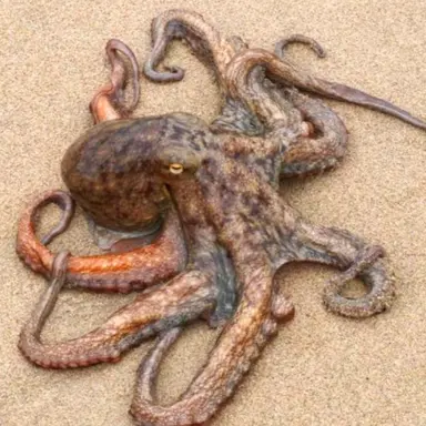 Profile image of タコ