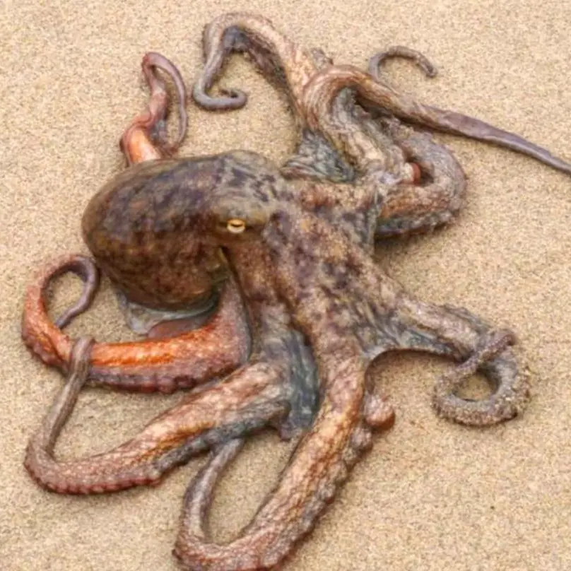 AngstyMolly4070의 タコと出会った