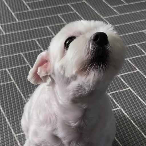 쩰로리