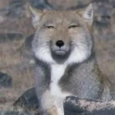 Profile image of 여우