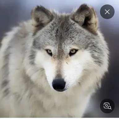 Profile image of 늑대