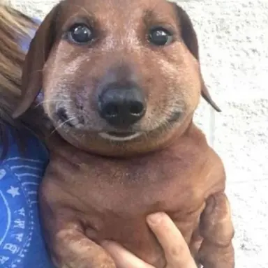 Profile image of 여우