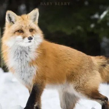 Profile image of 여우