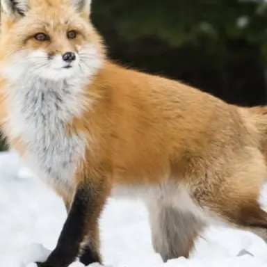 Profile image of 여우