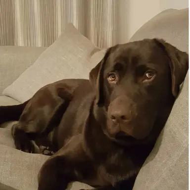 Profile image of Jasper