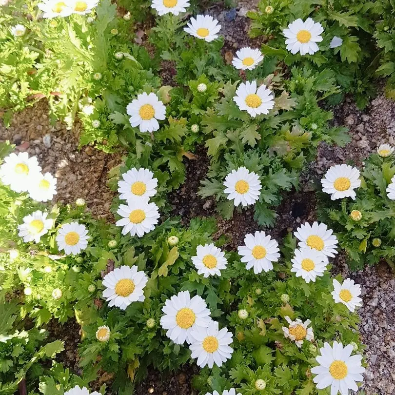 Lovelovelove382의 나이도 어린게