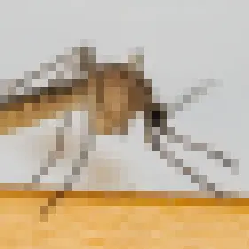 mosquito_wings의 공지