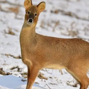 Profile image of 고라니