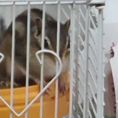 Profile image of 공룡