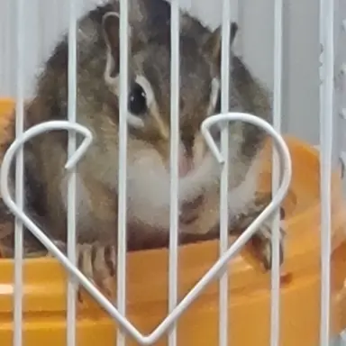 Profile image of 덕개