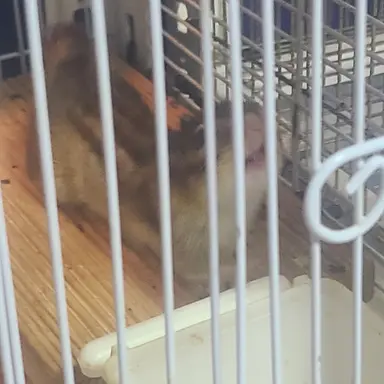 Profile image of 잠뜰