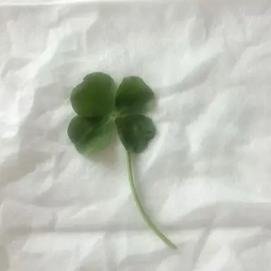 Profile image of 김시현