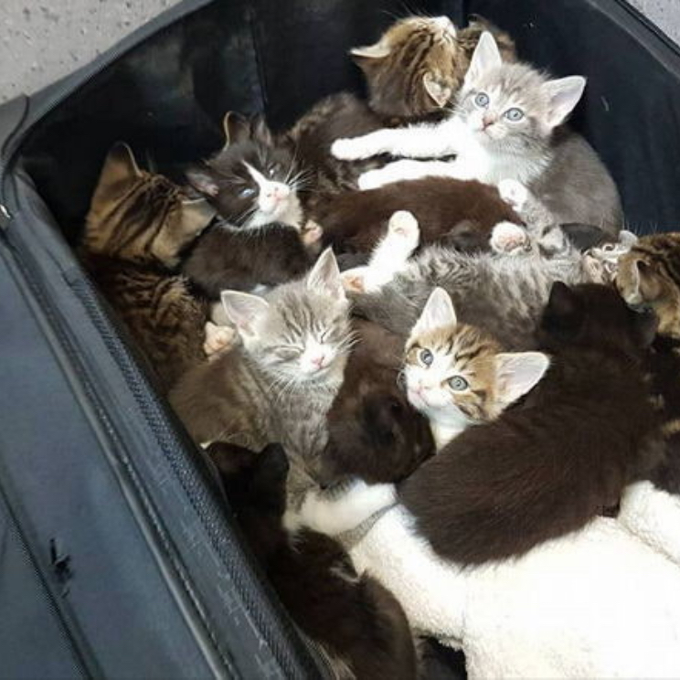 버려진 불쌍한 아기 고양이들(15마리 대표 이미지