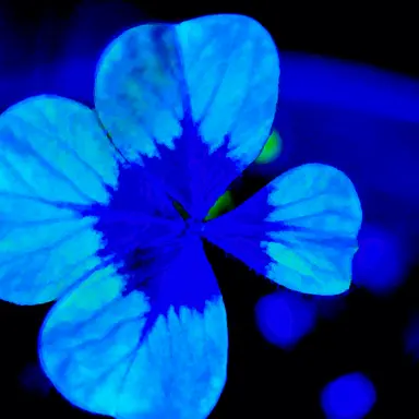 Profile image of 시이나