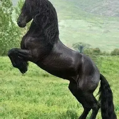 Profile image of Ghost