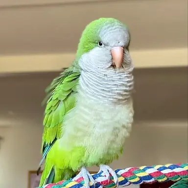 Profile image of Sweetpea