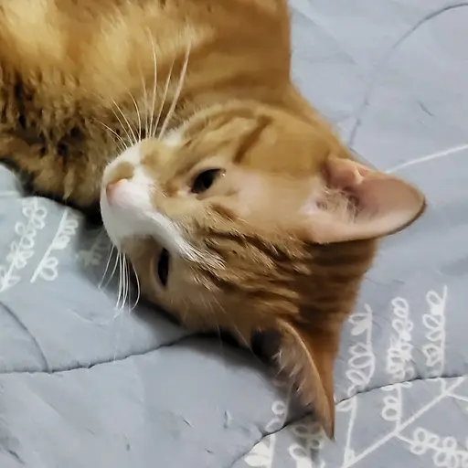 Wq123의 노랑이