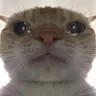Profile image of 고앵이