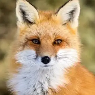 Profile image of 여우