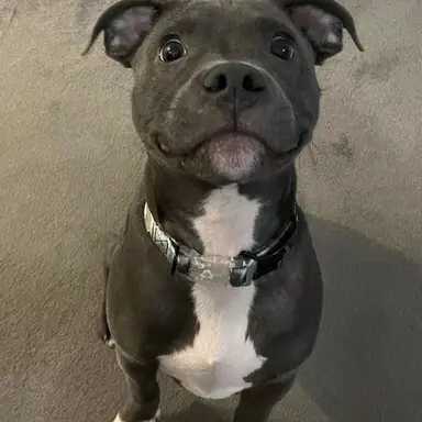 Profile image of darcy