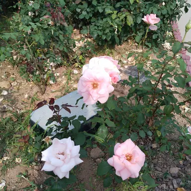 Profile image of 송하영