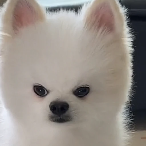 화난강아지 코코