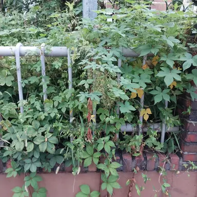 Profile image of 수호