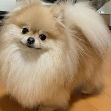 Profile image of 모찌