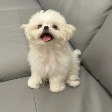 Profile image of 강여상