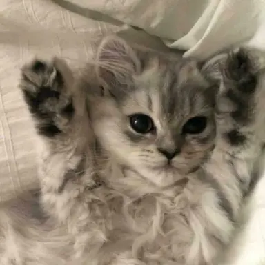 Profile image of 최산