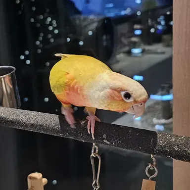 Profile image of 자몽