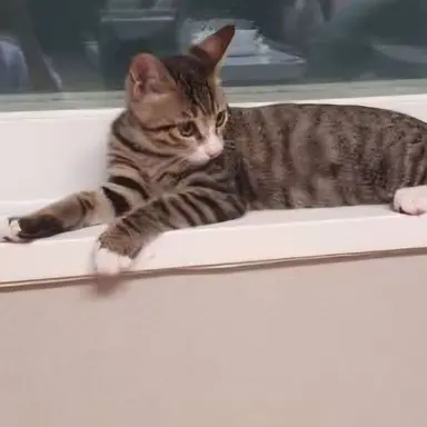 Profile image of 모띠